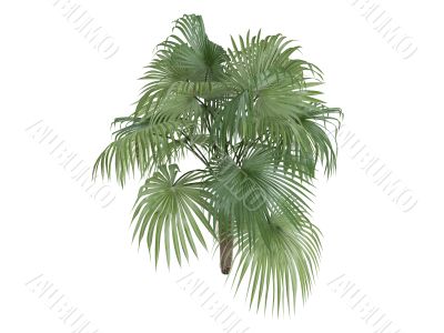 Zombie Palm or Zombia antillarum