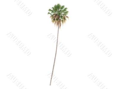 Taraw Palm or Livistona Saribus
