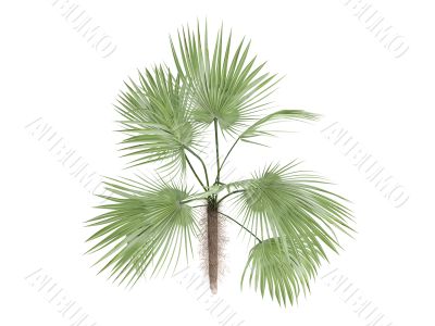 Zombie Palm or Zombia antillarum