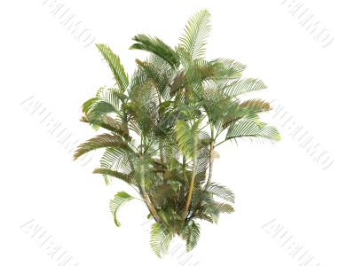 Butterfly Palm or Dypsis lutescens