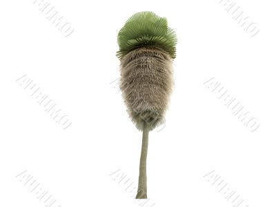 Petticoat Palm or Copernicia macroglossa