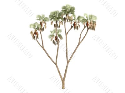 Gingerbread tree or Hyphaene thebaica