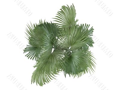 Zombie Palm or Zombia antillarum
