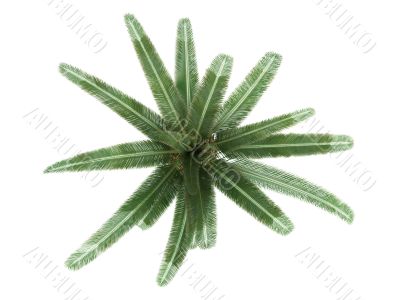 Date Palm or Phoenix canariensis