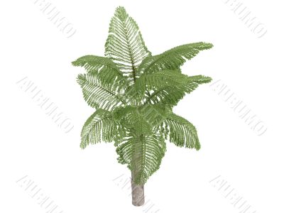 Giant Mountain Fishtail Palm or Caryota gigas
