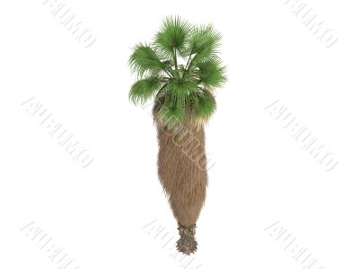 Desert Fan Palm or Washingtonia filifera