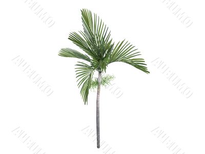 Joannis Palm or Veitchia joannis