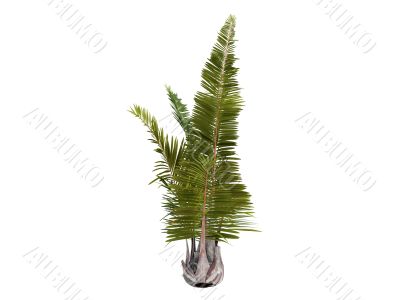 Rafia Palm or Raphia farinifera