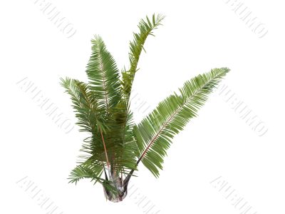 Rafia Palm or Raphia farinifera