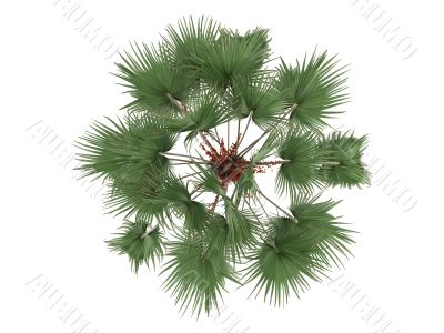 Livistona Palm or Livistona merrillii