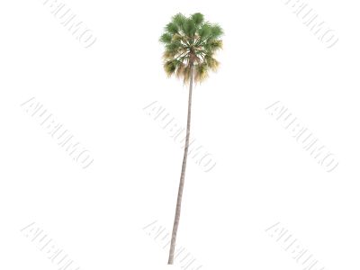Taraw Palm or Livistona Saribus