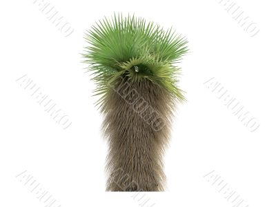 Desert Fan Palm or Washingtonia filifera