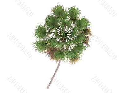 Taraw Palm or Livistona Saribus