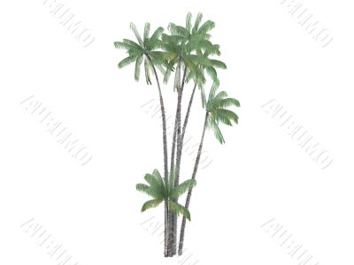 Nibung Palm or Oncosperma tigillarium
