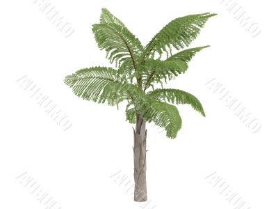 Giant Mountain Fishtail Palm or Caryota gigas