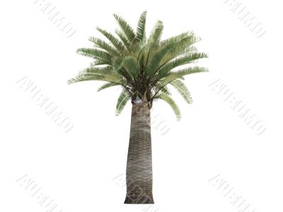 Chilean Wine Palm or Jubaea chilensis