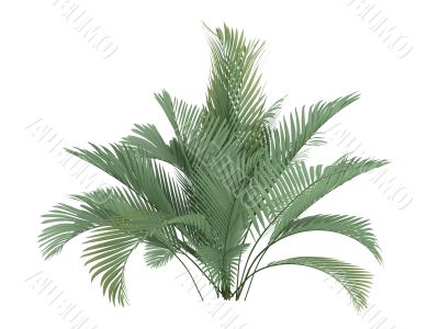 Cat Palm or Chamaedorea cataractum