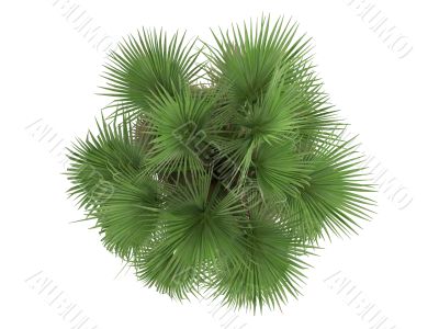 Desert Fan Palm or Washingtonia filifera
