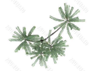 Nibung Palm or Oncosperma tigillarium