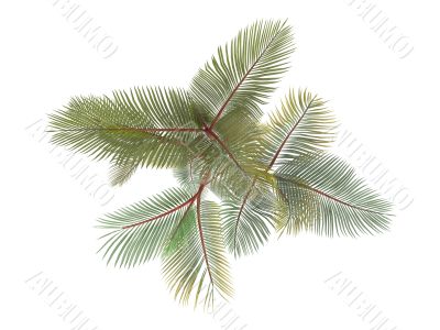 Lipstick Palm or Cyrtostachys renda