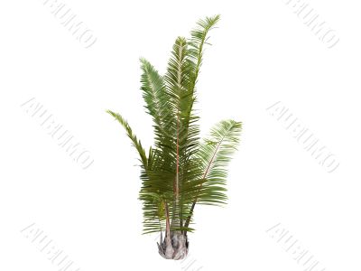 Rafia Palm or Raphia farinifera