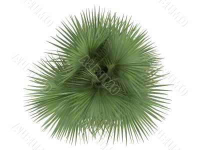 Desert Fan Palm or Washingtonia filifera