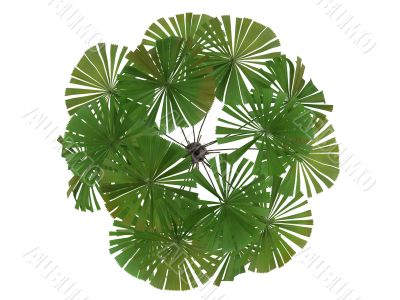 Australian Fan Palm or Licuala ramsayi
