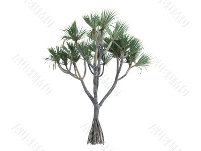 Common Screwpine or Pandanus utilis