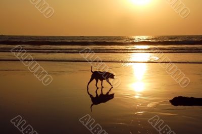 Stray Dog On The Beach
