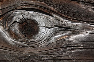 Bird`s Eye