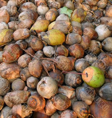 Closeup Coconuts