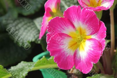 Purple Flower