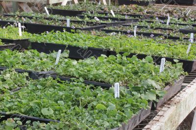 Green Plants