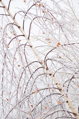 Frozen birch branches