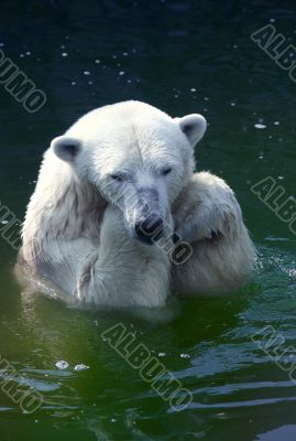 Polar bear 