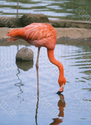Red flamingo