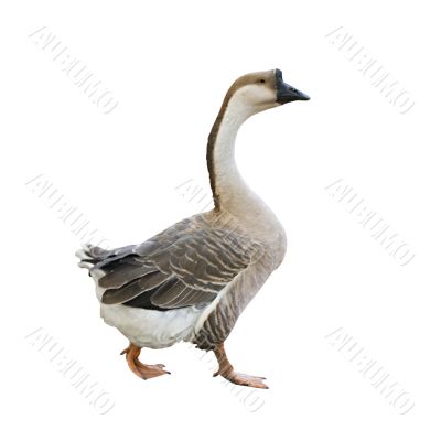 Gray goose
