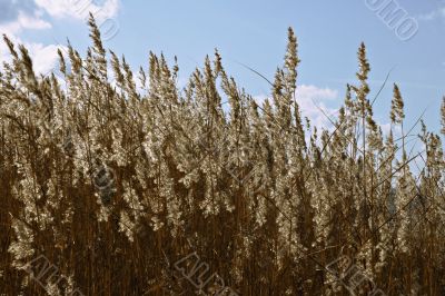 Dry grass in backlight
