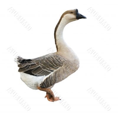 Gray goose