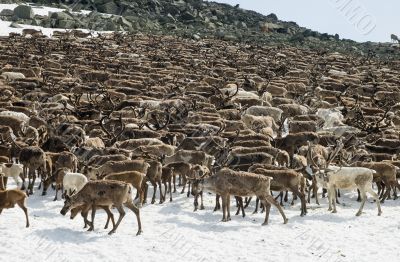 Herd of reindeers