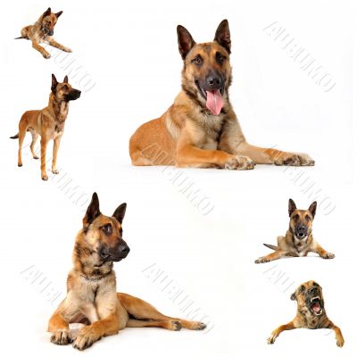malinois