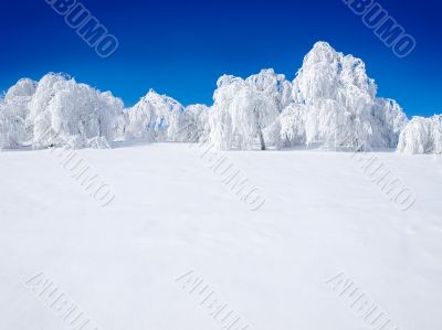 Snowy forest.