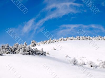 Snowy forest.