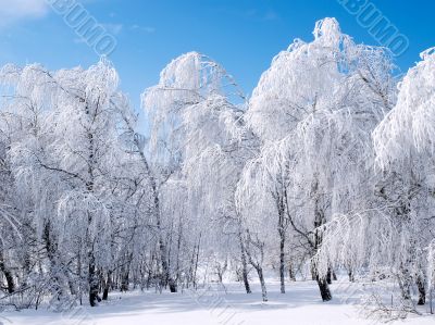 Snowy forest.