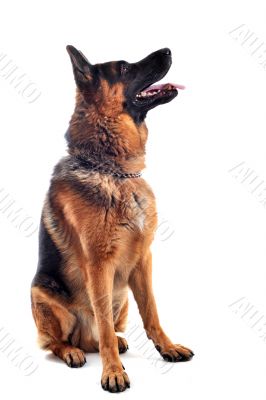german shepherd