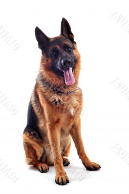 german shepherd