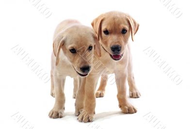puppies labrador retriever