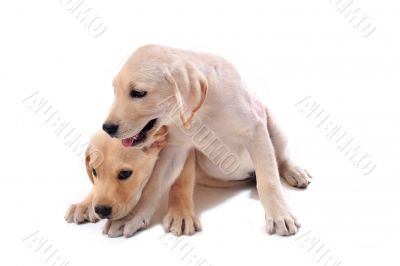 puppies labrador retriever