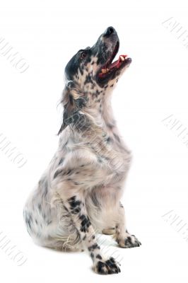 english setter