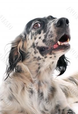 english setter